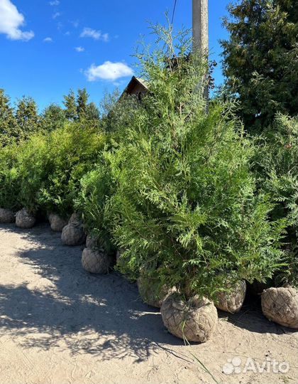 Туи брабант