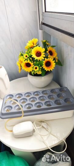 Гидропоника, Луковое Счастье