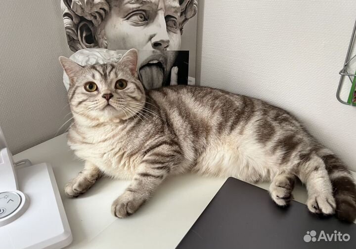 Шотландский кот