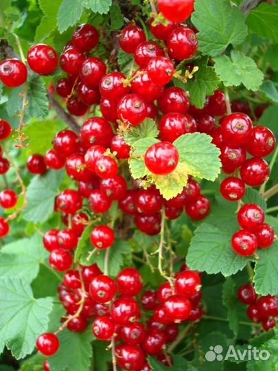Саженцы красной смородины