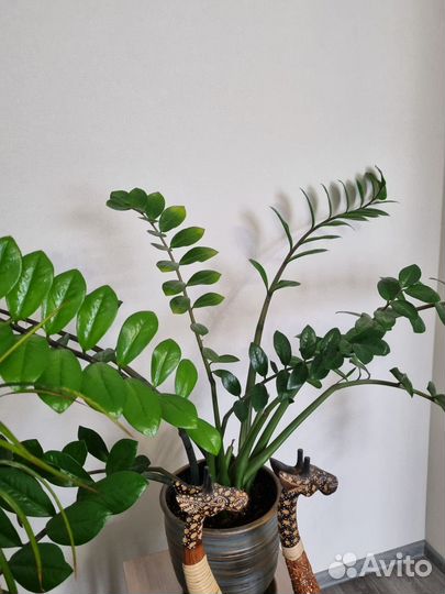 Замиокулькас