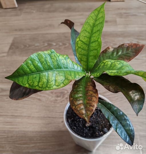 Кодиеум Кротон