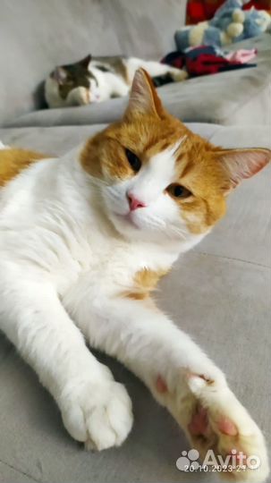 Кот в добрые руки