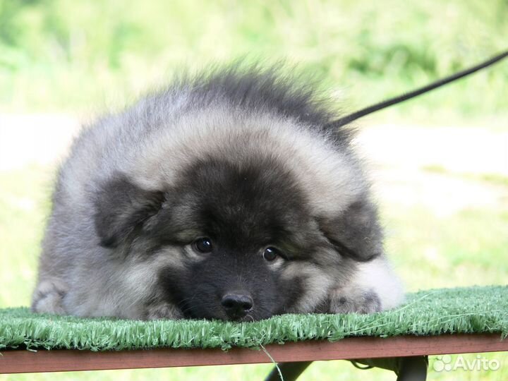 Предлагаем щенков кеесхонда / вольфшпица