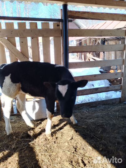 Теленок 1,5 месяца