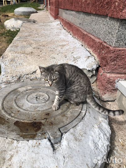 Породистый кот