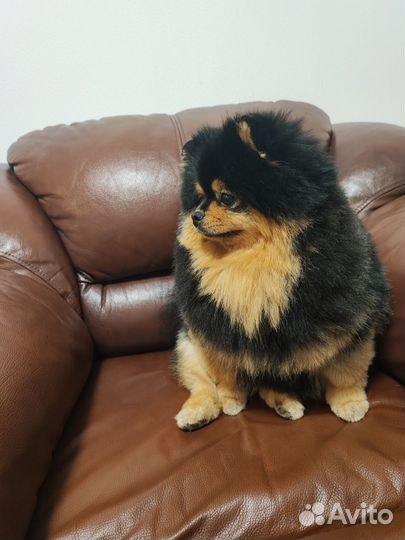 Вязка собак шпиц