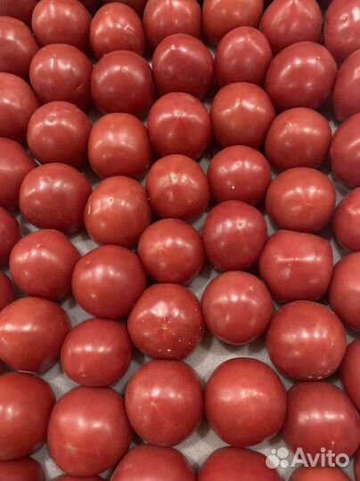 Помидор дагестан