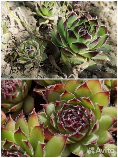 Молодило (каменная роза) разные сорта