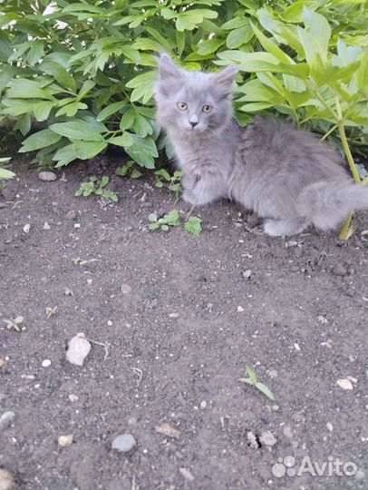 Отдам бесплатно