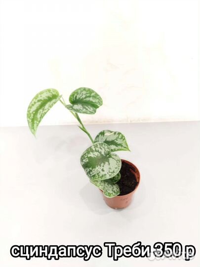 Комнатные растения