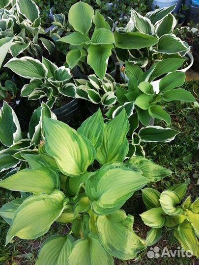 Растения для сада