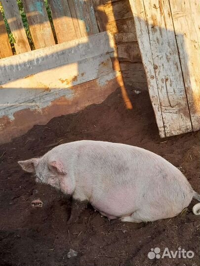 Свиньи супоросные