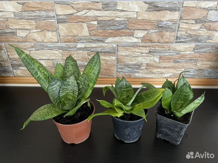 Сансевиерия Ханни