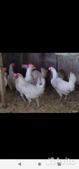 Куры несушки