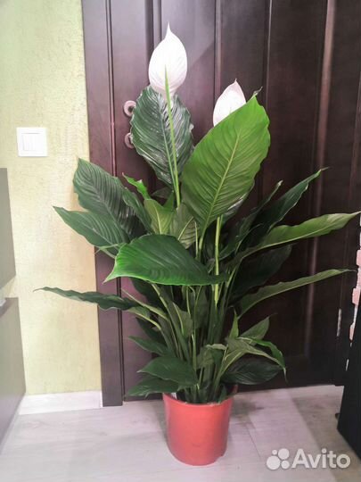 Спатифиллум королевский или женское счастье 24/115