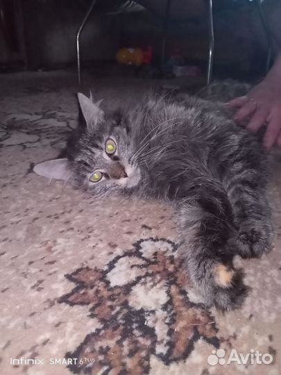 Кошки в добрые руки