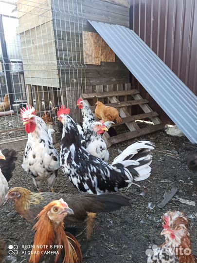 Породные куры и петухи