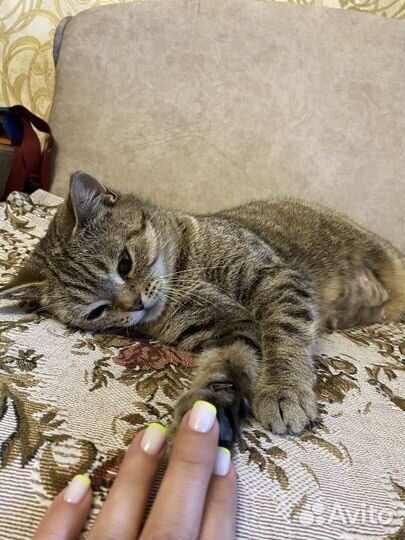 Кошка в добрые руки