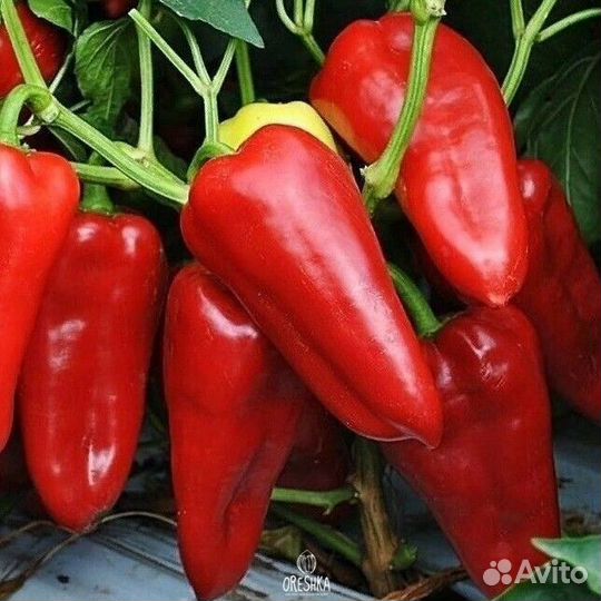 Семена сладкого перца