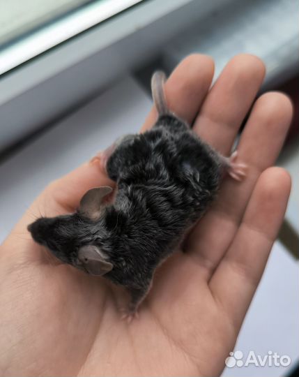 Декоративные мыши