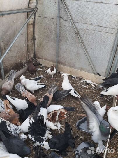 Голуби разных пород