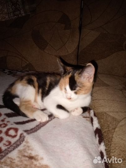 Котята в добрые руки бесплатно