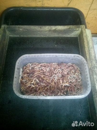 Черви Дендробена