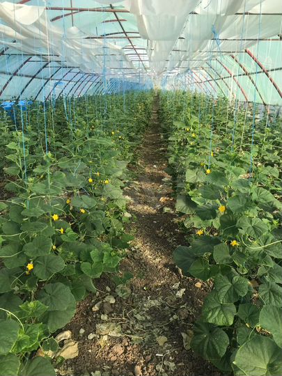 Участок 40 сот. (ИЖС)