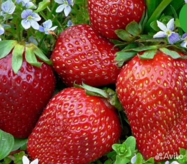 Рассада клубники