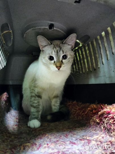 Голубоглазая тайская кошка из приюта