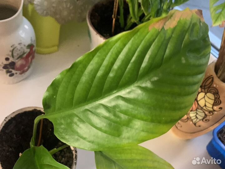 Комнатные растения цветы спатифиллум