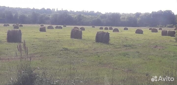 Продам сено в рулонах