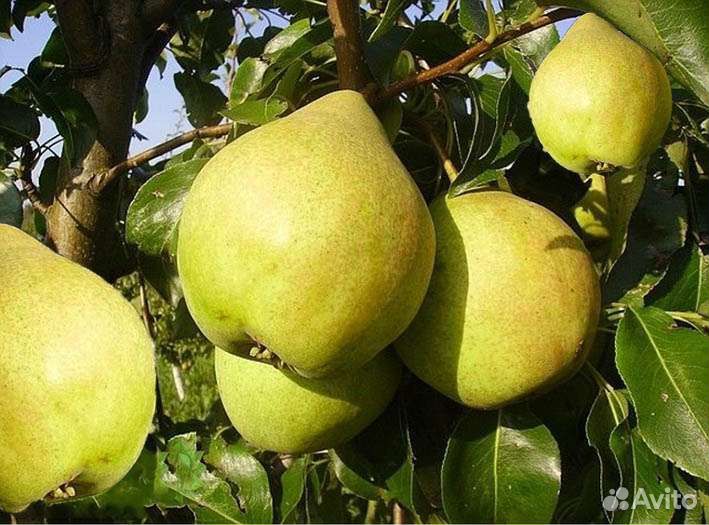 Саженцы груш