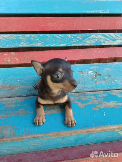 Той-терьер щенок