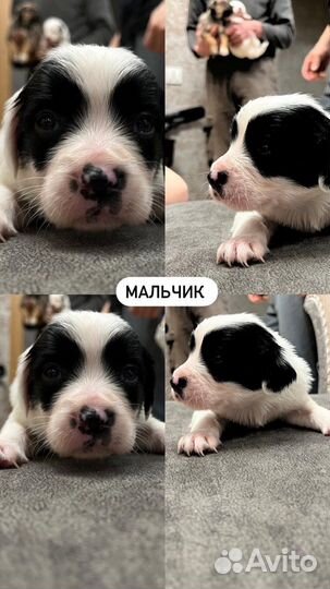 Щенки курцхаара