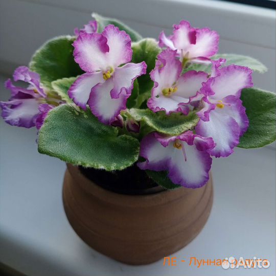 Мини фиалки