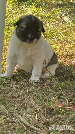 Отдам щенят