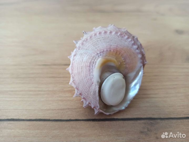 Морская раковина
