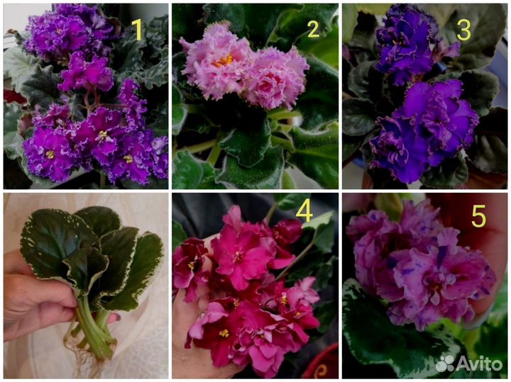 Фиалки сортовые листики