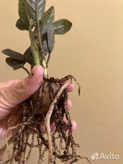 Замиокулькас черный давон