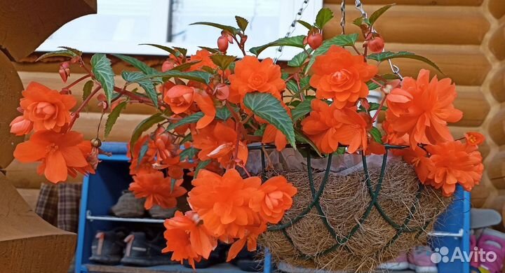 Бегония ампельная