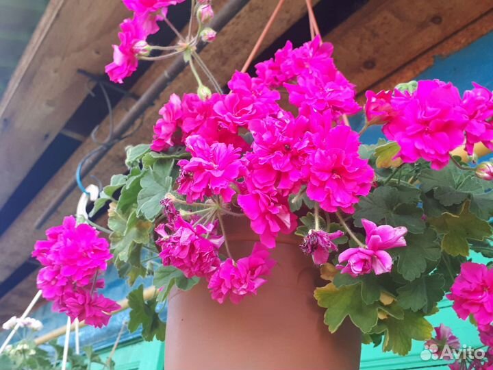 Пеларгония Ирида За Роскошь