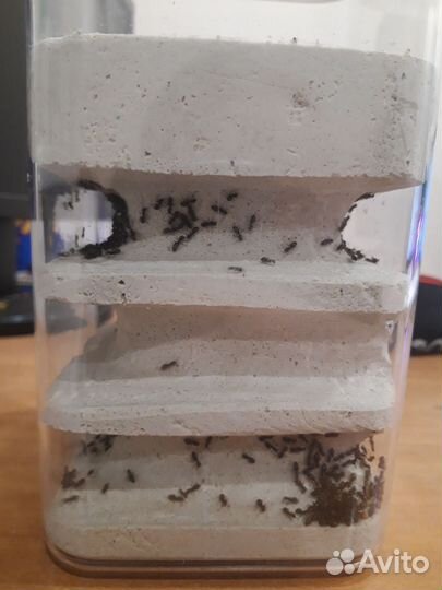 Самодельная ферма с большой колонией лазиус нигер