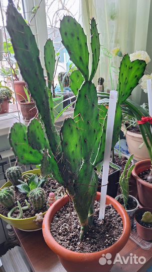 Кактусы и суккуленты