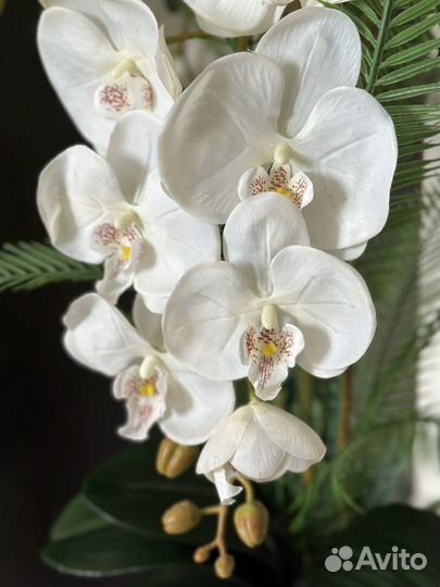 Орхидея в горшке