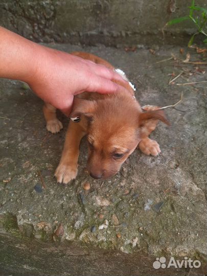 Щенки шарпей