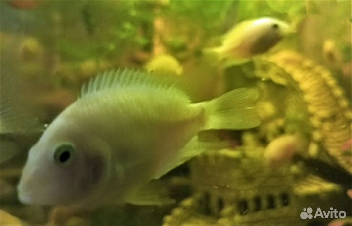 Аквариумные рыбки цихлиды фламинго