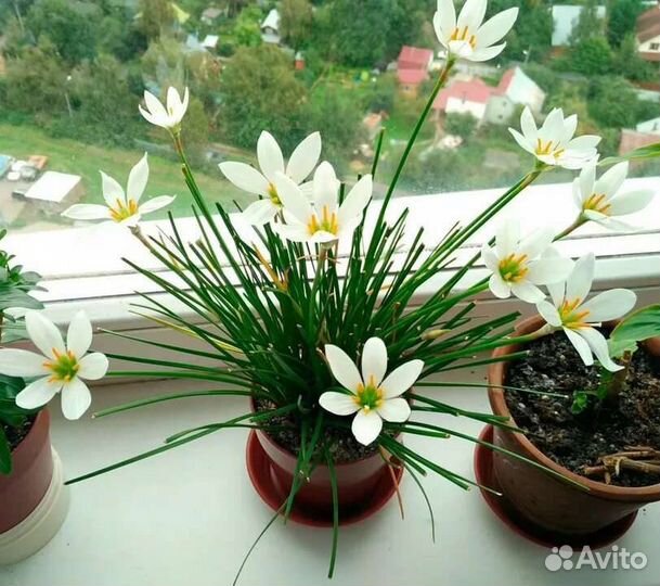 Зефирантес белый