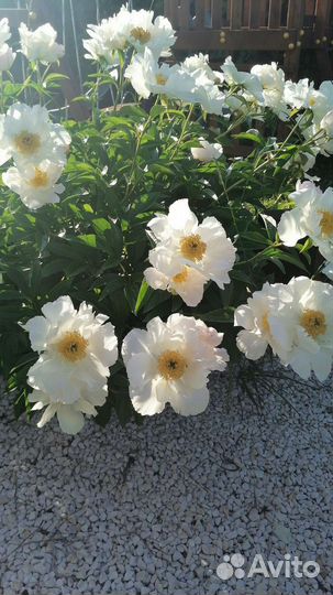 Пион Кринклед Уайт